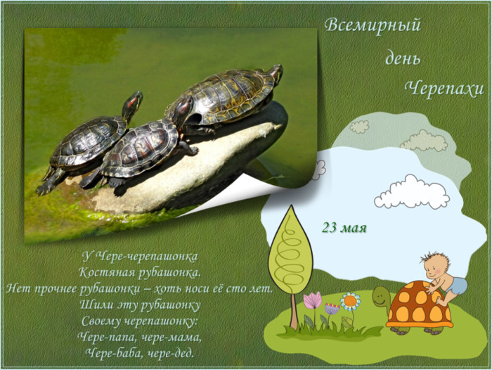 День черепахи  открытки, картинки анимация прикольные