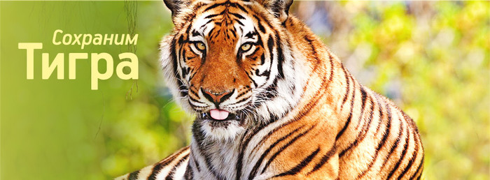 С международным днем тигра открытки и картинки