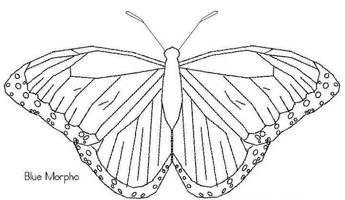 Трафареты шаблоны бабочки распечатать скачать, бесплатно