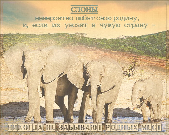 День защиты слонов открытки, картинки анимация поздравить