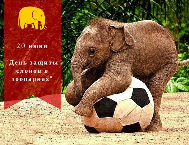 Ко дню защиты слонов открытки и картинки бесплатно