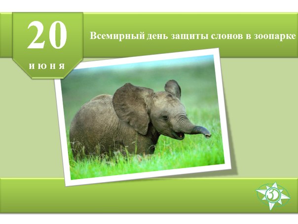 Ко дню защиты слонов открытки и картинки бесплатно без регистрации и с