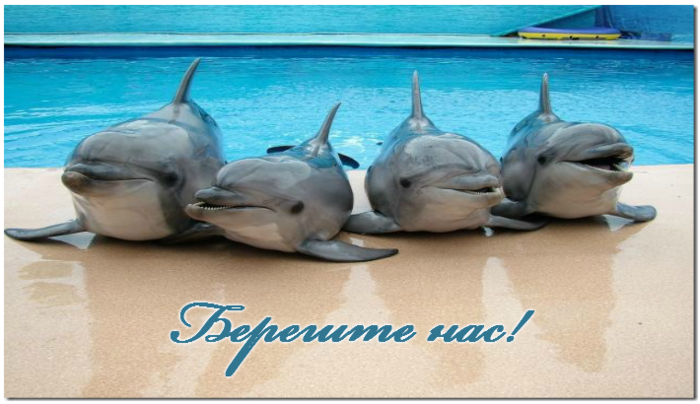 День китов и дельфинов открытки, картинки