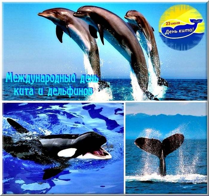 Ко дню китов и дельфинов открытки и картинки бесплатно без регистрации