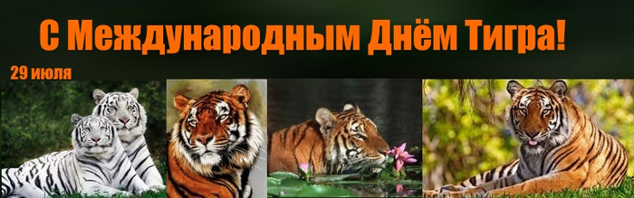 День тигра открытки, картинки анимация поздравить