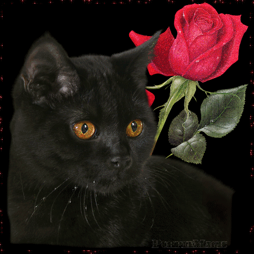 Ко дню черной кошки открытки и картинки бесплатно без регистрации