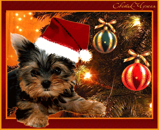 Новый год собаки открытки и картинки бесплатно без регистрации