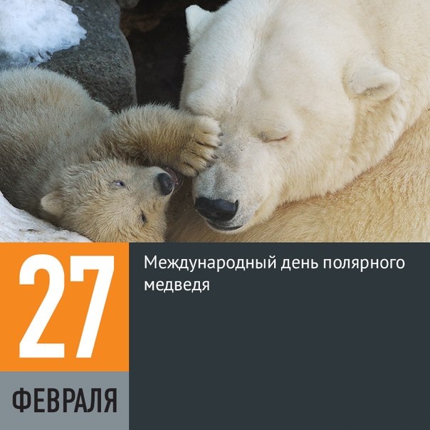 Открытки и картинки с надписями С днем полярного медведя бесплатно