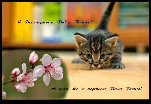 Картинки и открытки С днем кошек и первым днем весны  скачать